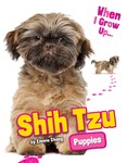 Shih Tzu Puppies