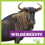 Wildebeests Wildebeests