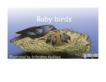 Baby Birds